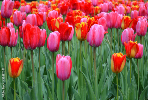 field of tulips