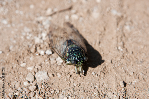 Cicada seen from the park. 