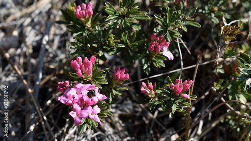 Rosmarin Seidelbast, Daphne cneorum, photo