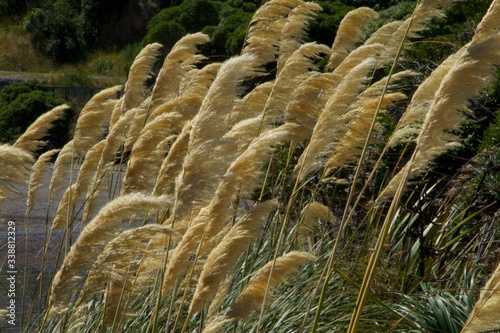 grass and water