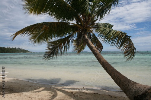 Fototapeta Naklejka Na Ścianę i Meble -  palm trees on the beach