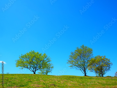 青空と樹木 © Junichi