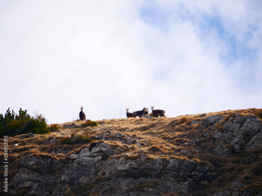 Bad Hindelang, Deutschland: Eine Herde Gämse am Schrecksee