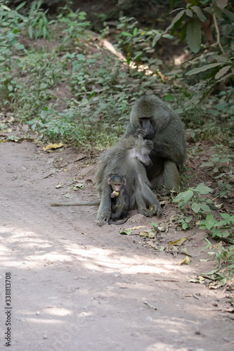 baboon