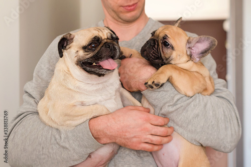Man holding his pets pug dog and french bulldog. Dogs and owner, pets, togetherness, friendship concept.
