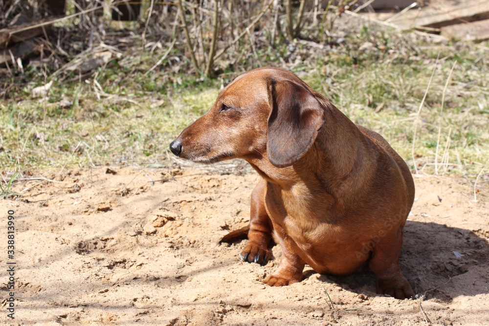 A red-haired smooth-haired Dachshund sits on the lawn waiting for hunting, a medium-sized Dachshund A red-haired smooth-haired Dachshund sits on the lawn waiting for hunting, a medium-sized Dachshund