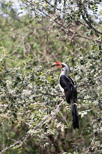 Von der Decken's Hornbill