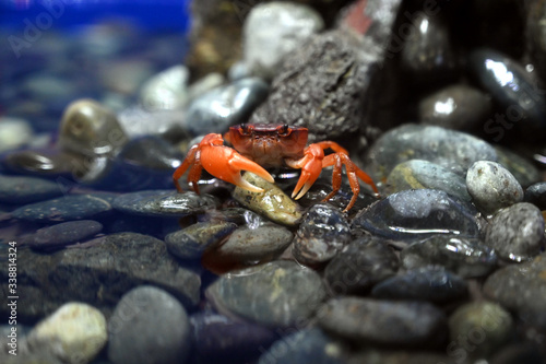 赤い甲羅とハサミが美しい水辺を歩くサワガニ