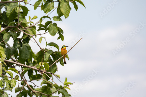 Little Bee-eater