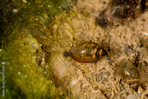 top macro view of Physella acuta river snail.
