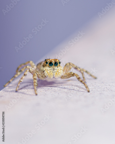 Close-up of Menemerus Semilimbatus jumping spider, posing in front of camera, on blue background.