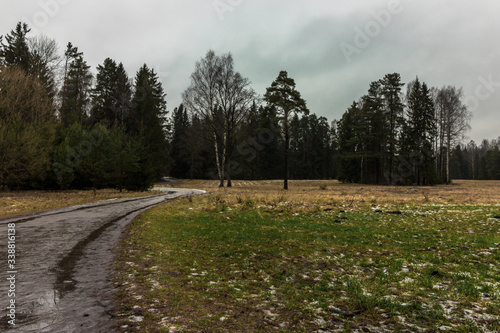 Russia, Leningrad region. Forest roads and motorways among conifers, large pines. Empty roads in the forest and on the outskirts. Nature in green