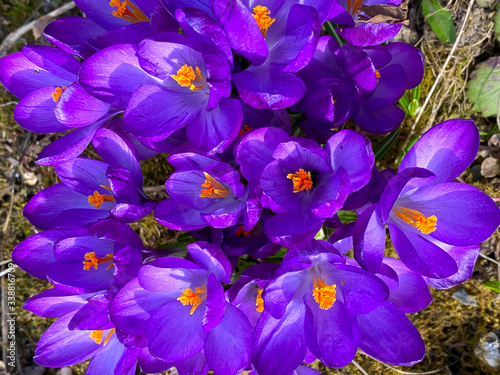 Fototapeta Naklejka Na Ścianę i Meble -  beautiful background image of spring blooming crocuses in the garden