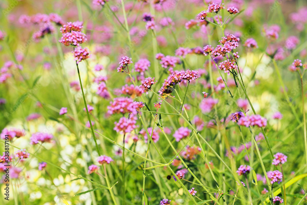 Verbena bonariensis, purpletop or clustertop vervain, argentinian vervain, tall or pretty verbena. Garden flowerbed, floral background, gardening. Small pink flowers