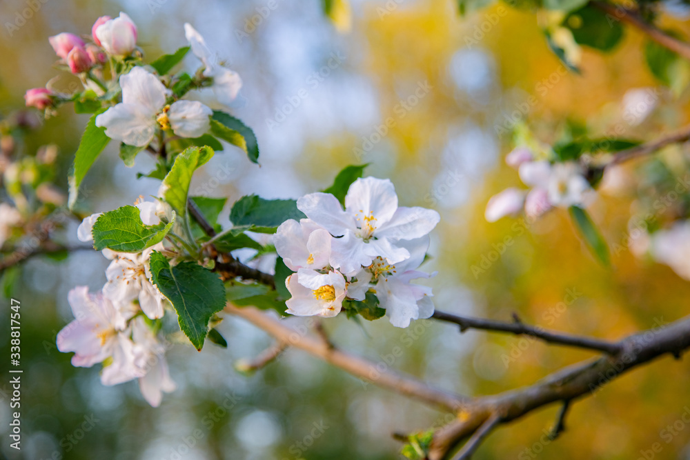 Apfelbaum Blüte Apfelbaum Blüte