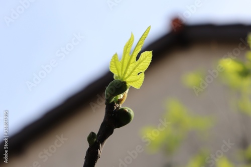 Feuilles de figuier et bourgeons au printemps - Commune de Corbas - Département du Rhône - France photo