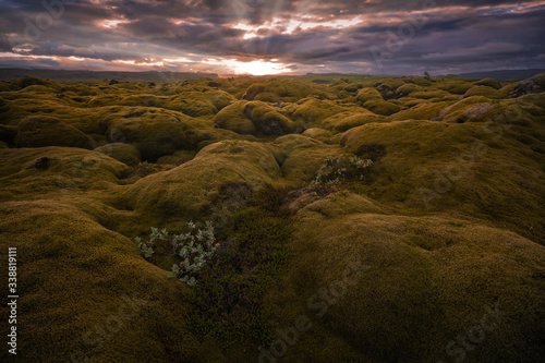 Konstfotografi Moss is a common plant in Iceland