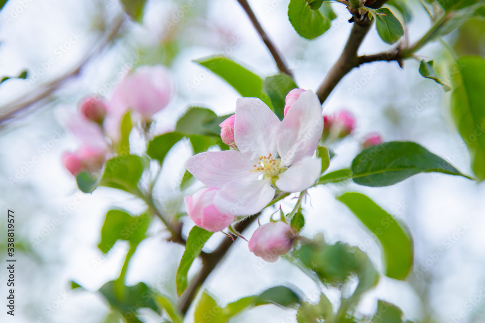 Apfelbaum Blüte Apfelbaum Blüte