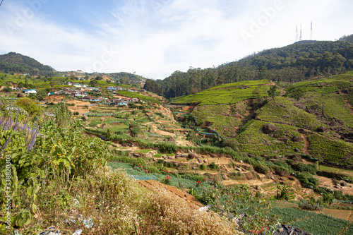 Tea plantation in the mountains of Sri Lanka (Ceylon).