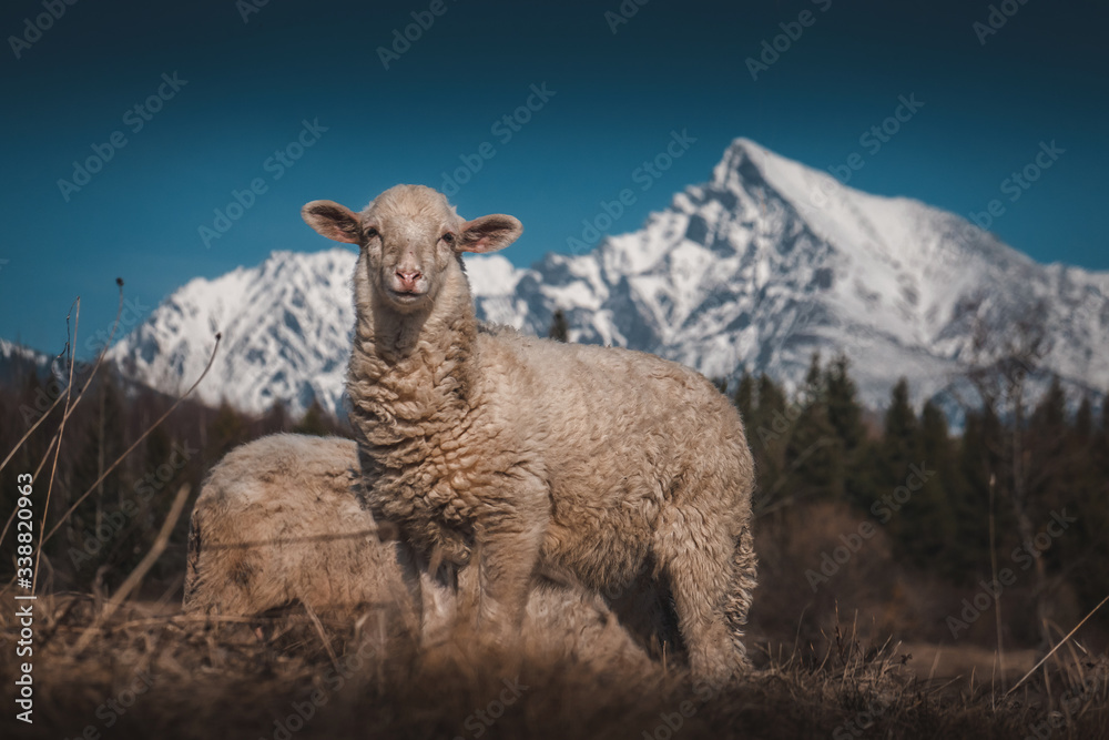 sheep and goats on a meadow under the mountains, agrotourism, spring landscape and Easter sheep and goats on a meadow under the mountains, agrotourism, spring landscape and Easter
