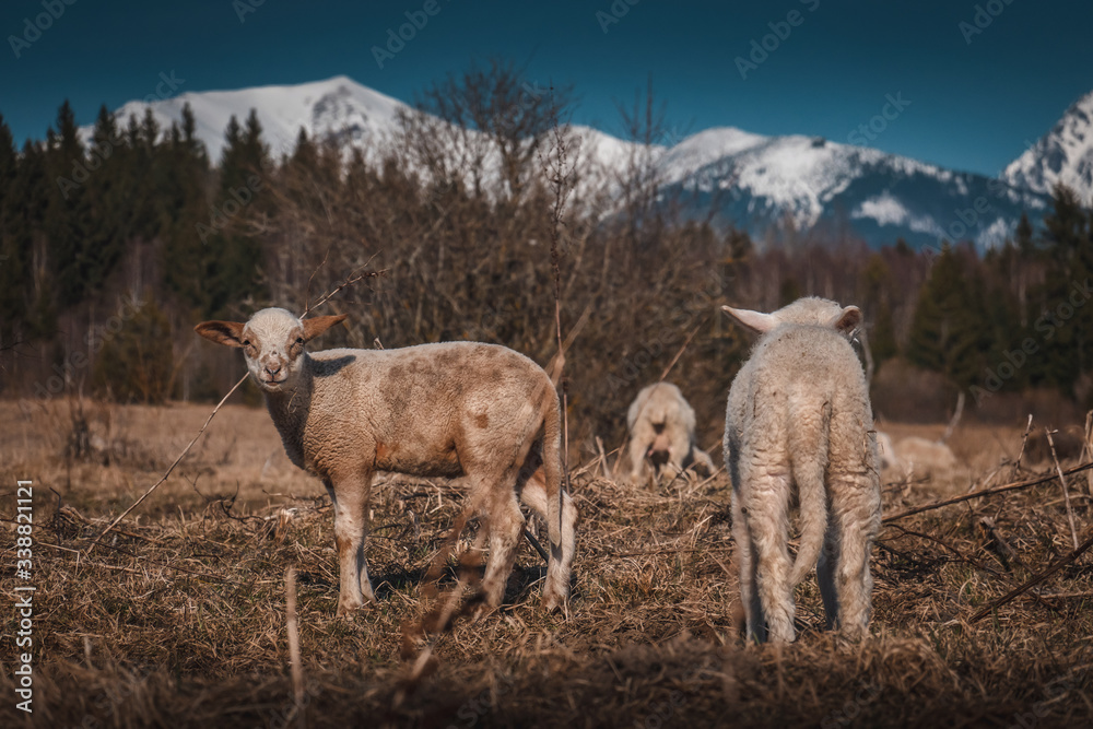 Obraz premium sheep and goats on a meadow under the mountains, agrotourism, spring landscape and Easter