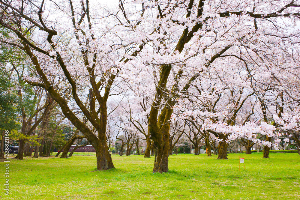 桜 桜