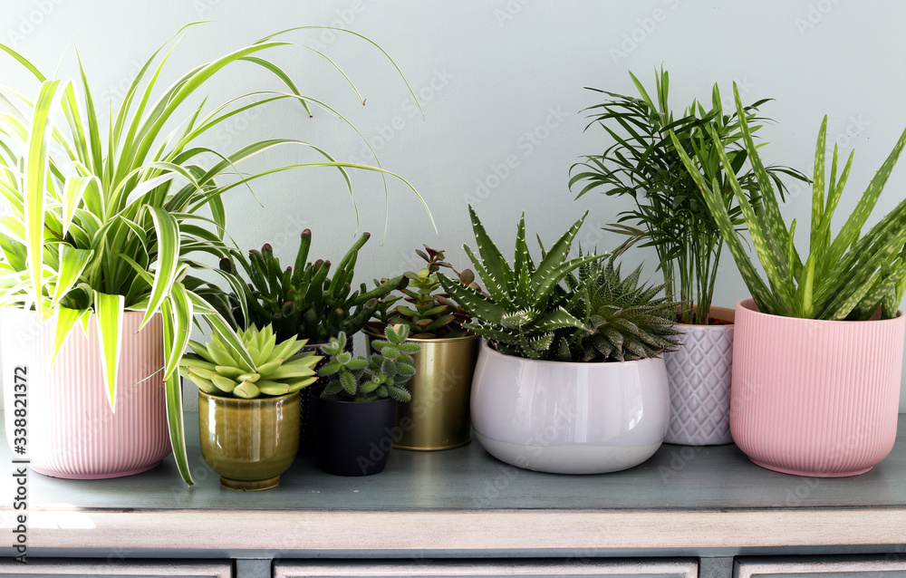 Home plants in colored different pots on green cabinet against pastel green colored wall. Home decor, home design, home decoration, plants banner.Stylish and modern Scandinavian room interior Home plants in colored different pots on green cabinet against pastel green colored wall. Home decor, home design, home decoration, plants banner.Stylish and modern Scandinavian room interior