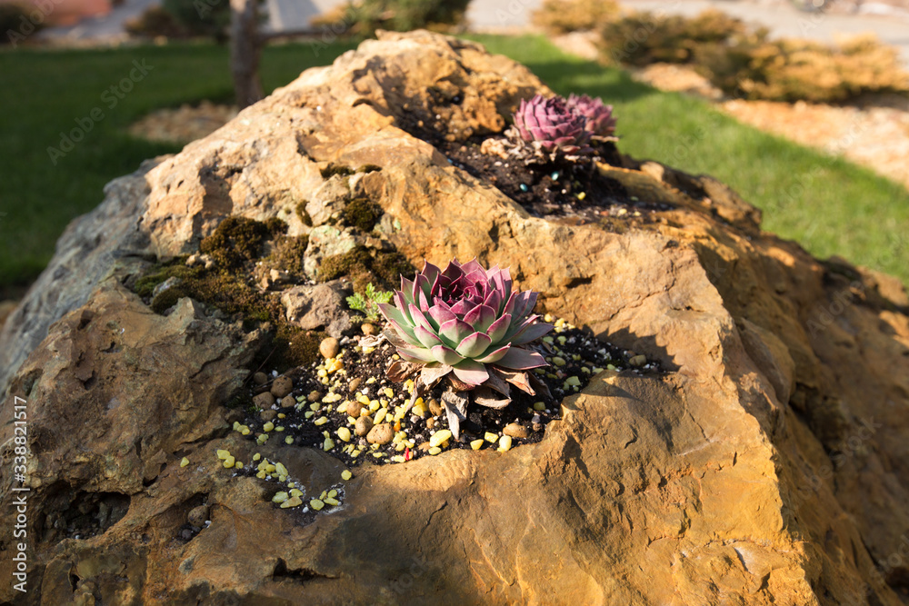 Echeveria elegans in the stone garden. A succulent plant with red and green leaves in a stone garden on a bright sunny day.