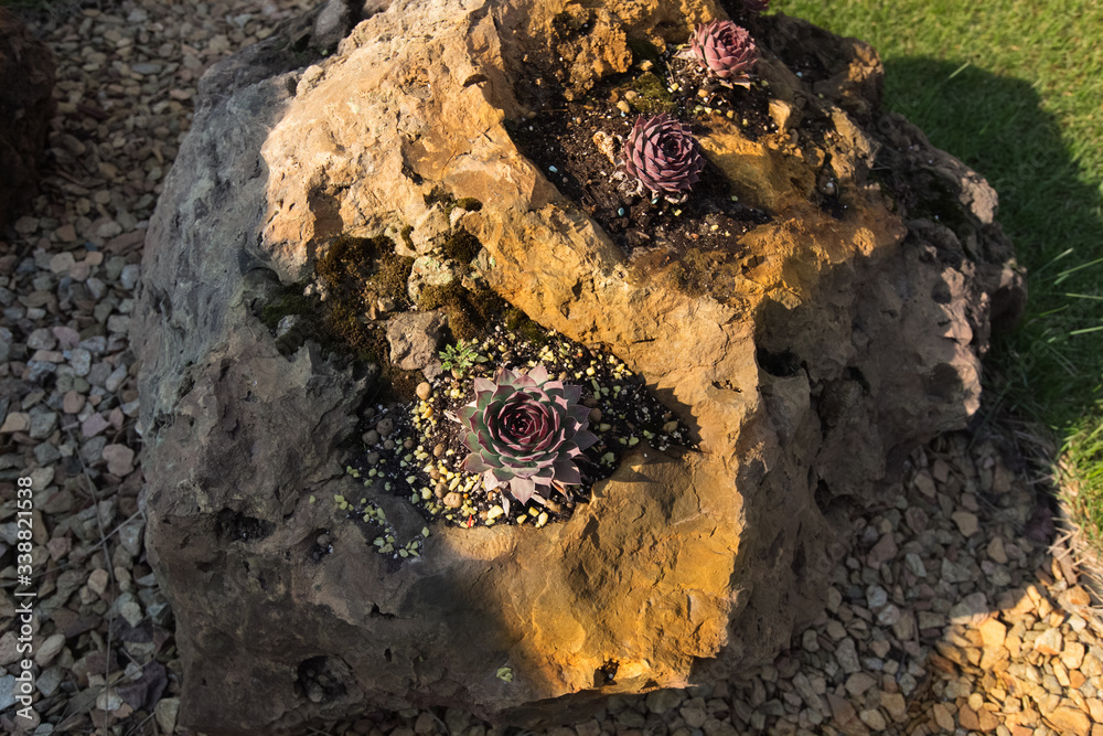 Echeveria elegans in the stone garden. A succulent plant with red and green leaves in a stone garden on a bright sunny day.