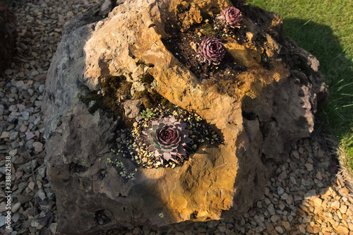 Obraz na płótnie Echeveria elegans in the stone garden. A succulent plant with red and green leaves in a stone garden on a bright sunny day. w salonie