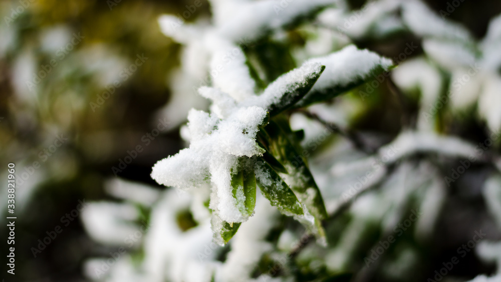 icy white snow covered branches icy white snow covered branches