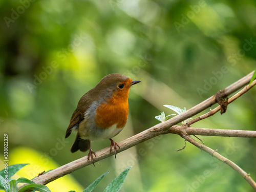 Robin perched on a tree branch © Stephan Morris 