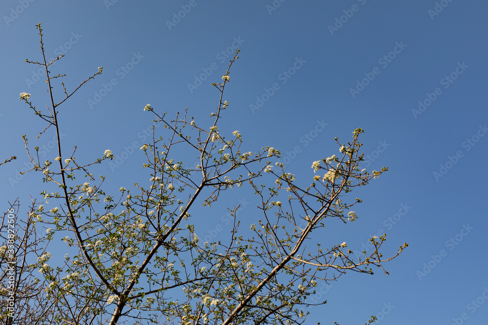 Spring, the most delightful season Spring, the most delightful season