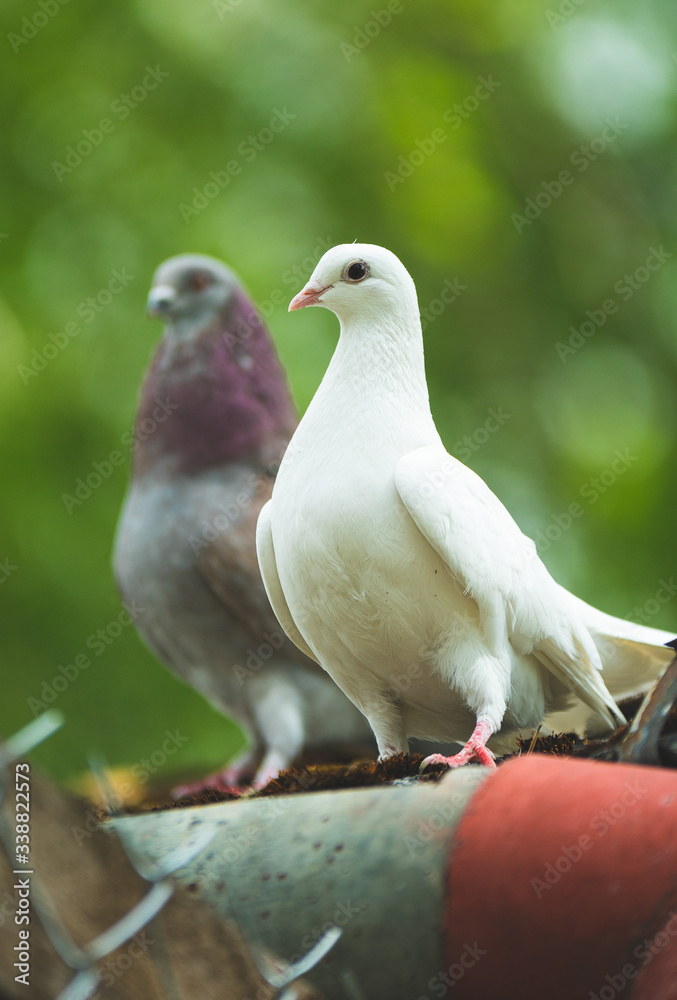 breeding pigeon with forest pigeon
breeding pigeon with forest pigeon