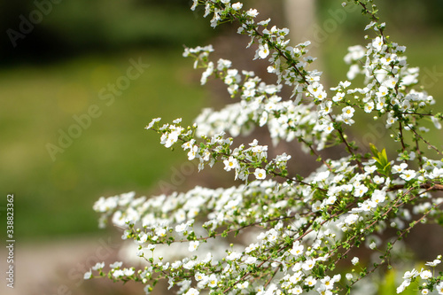 Branch with white flowers on a forest background. Soft focus.