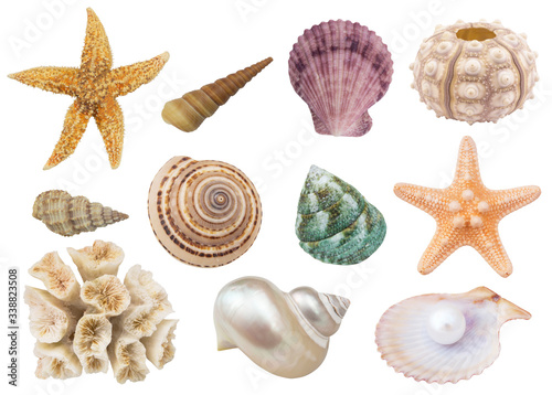 Different seashells, coral and starfish isolated on white background 
