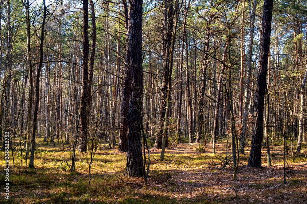 Fototapeta premium Early spring mixed forest on sandy grounds of natural landscape protected area of Mazovian Landscape Park in Mazovia region in central Poland