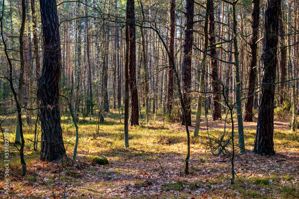 Early spring mixed forest on sandy grounds of natural landscape protected area of Mazovian Landscape Park in Mazovia region in central Poland Early spring mixed forest on sandy grounds of natural landscape protected area of Mazovian Landscape Park in Mazovia region in central Poland