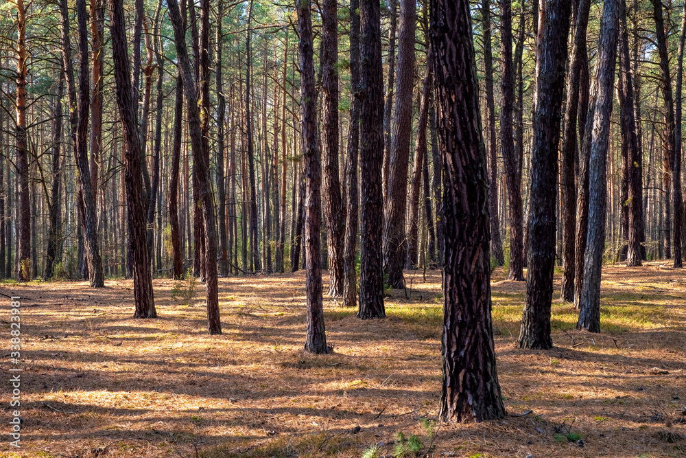 Early spring mixed forest on sandy grounds of natural landscape protected area of Mazovian Landscape Park in Mazovia region in central Poland Early spring mixed forest on sandy grounds of natural landscape protected area of Mazovian Landscape Park in Mazovia region in central Poland