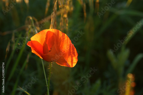 Fototapeta Naklejka Na Ścianę i Meble -  Lone poppy in the grain at sunset