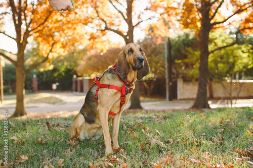 Dog with Fall Colors