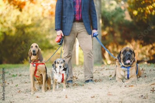Man walking 3 dogs in fall
