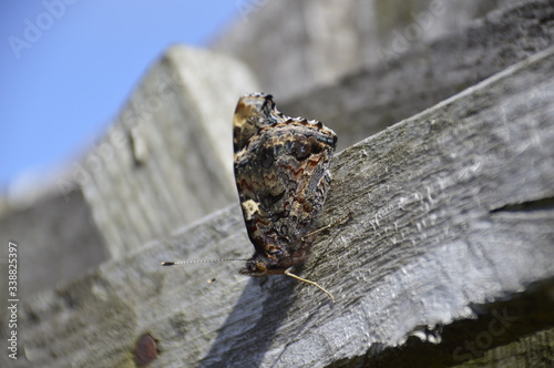 Red Admiral_Wings Closed_3