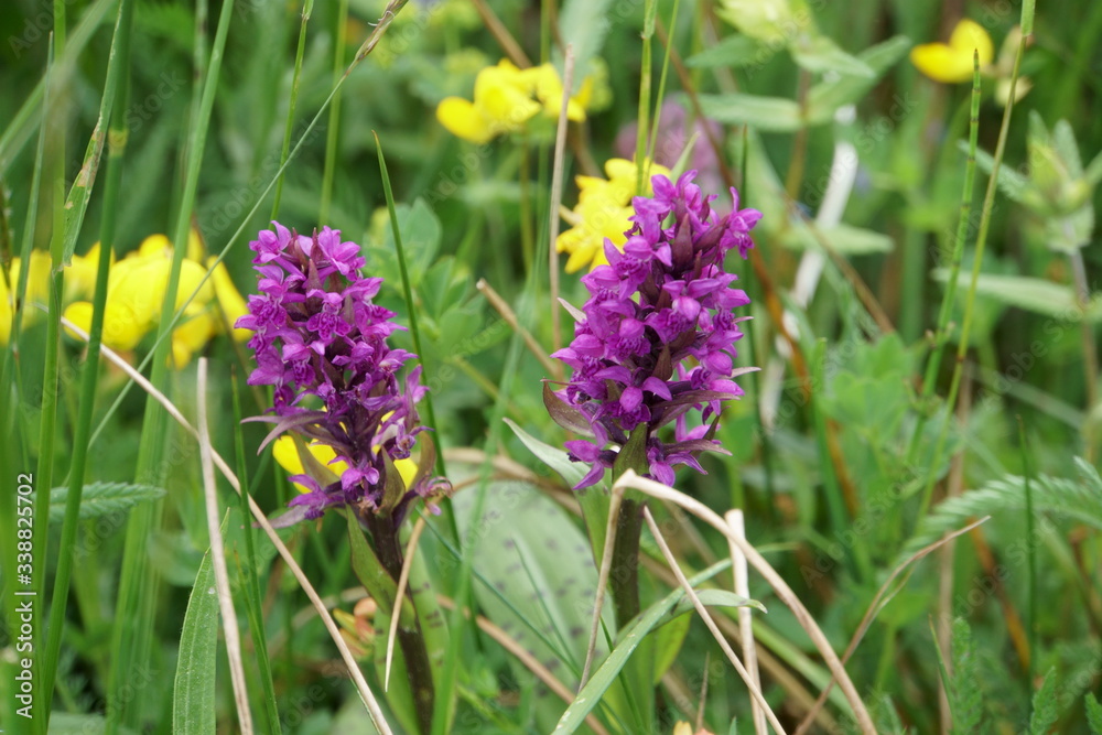 Obraz premium Bäume-Blüten