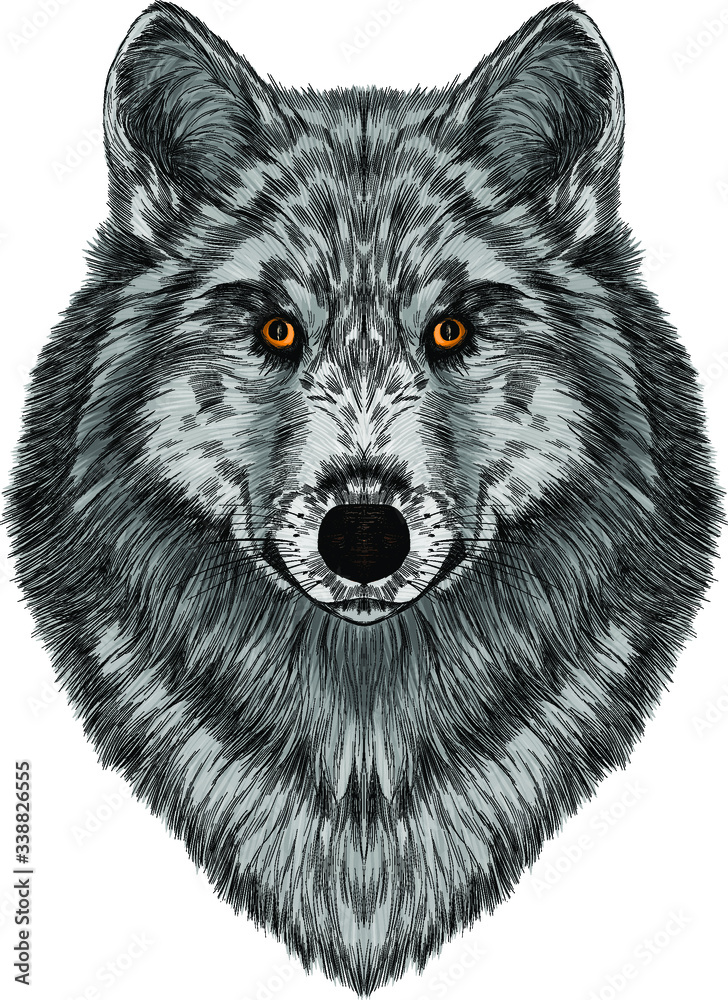 Obraz head a grey wolf vector