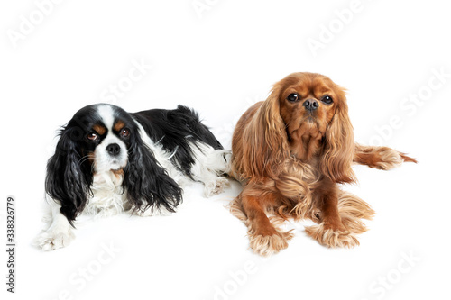 Canvas Print Portrait of relaxed cavalier spaniels