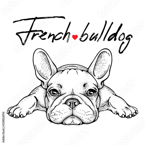 Cute french bulldog sketch. Vector illustration photo