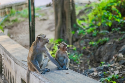 Monkeys that live naturally in Thailand © ponsatorn