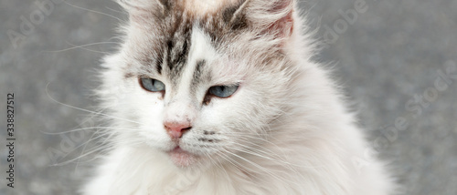 Bannière d'un portrait de chat angora blanc tigré en extérieur photo