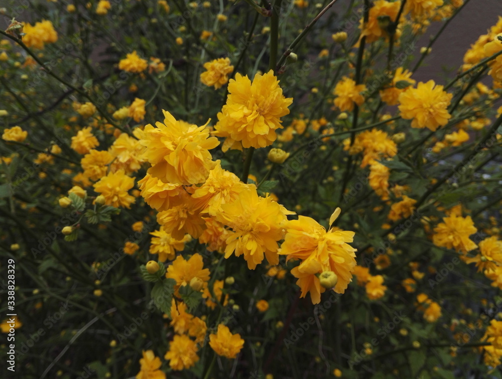 Kerria japonica, also known as miracle marigold bush Kerria japonica, also known as miracle marigold bush